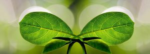 Kinesiology Sydney