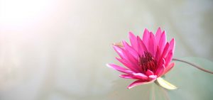 Sydney Kinesiology