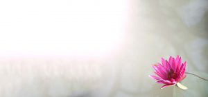 Sydney Kinesiology
